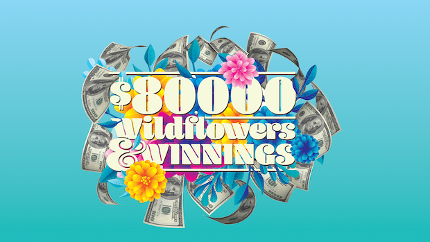 $80K Wildflowers and Winnings